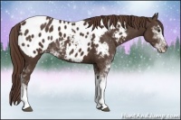 Horse Color:Liver Chestnut Sabino Appaloosa 