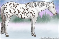 Horse Color:Liver Chestnut Sabino Appaloosa 