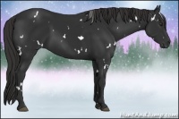 Horse Color:White Spotted Liver Chestnut