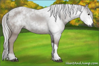 Horse Color:Gray Brown 