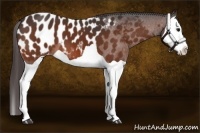 Horse Color:Bay Splash Appaloosa