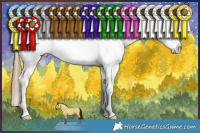 Horse Color:White Spotted Buckskin Roan Splash Varnish