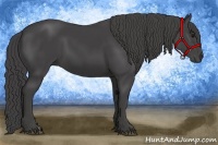 Horse Color:Smoky Black 