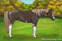 Horse Color:White Spotted Liver Chestnut Tobiano 
