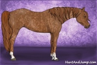 Horse Color:Chestnut  and Chestnut 