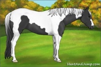 Horse Color:Black Tobiano 