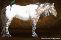 Horse Color:White Spotted Buckskin Dun Appaloosa 