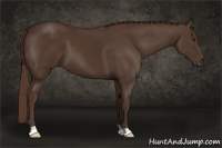 Horse Color:Liver Chestnut 