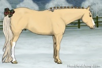 Horse Color:Palomino 