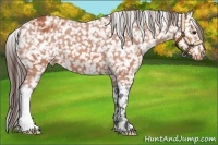 Horse Color:Bay Appaloosa