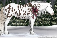Horse Color:Liver Chestnut Appaloosa