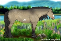 Horse Color:Liver Red Dun Frame Rabicano 