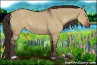 Horse Color:Liver Red Dun Sabino Rabicano 