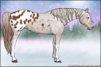 Horse Color:White Spotted Chestnut Appaloosa 