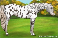 Horse Color:White Spotted Liver Chestnut Appaloosa 