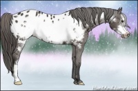 Horse Color:Liver Chestnut Frame Appaloosa 