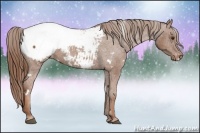 Horse Color:White Spotted Chestnut Sabino Snowcap 