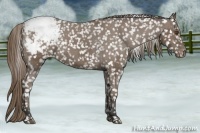 Horse Color:Buckskin Snowflake Varnish