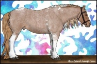 Horse Color:Red Roan Tobiano 