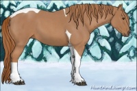 Horse Color:Red Roan Tobiano