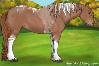Horse Color:Chestnut Tobiano