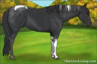 Horse Color:Black Tobiano