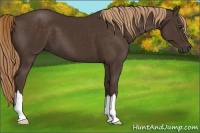 Horse Color:Liver Chestnut 