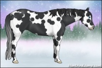 Horse Color:Black Splash Tobiano 