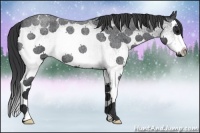 Horse Color:White Spotted Blue Roan Splash 