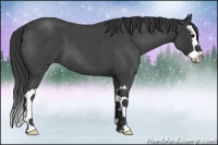 Horse Color:Blue Roan Splash