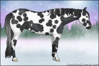 Horse Color:Black Splash Tobiano 