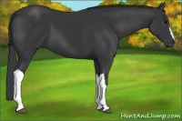 Horse Color:Black 