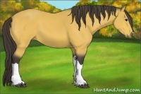 Horse Color:Buckskin 
