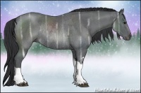 Horse Color:Black Ice Rabicano 