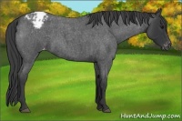 Horse Color:Blue Roan Appaloosa 