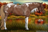 Horse Color:Chestnut Tobiano