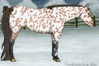 Horse Color:Bay Roan Near Leopard