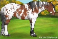 Horse Color:White Spotted Brown Appaloosa