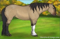 Horse Color:Bay Dun 