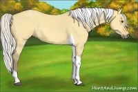 Horse Color:Silver Buckskin Dun Tobiano