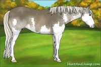 Horse Color:Liver Chestnut Splash 