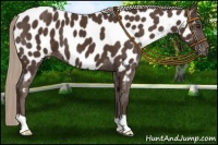 Horse Color:Liver Chestnut Near Leopard 