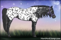 Horse Color:Black Appaloosa