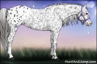 Horse Color:Black Appaloosa