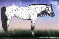 Horse Color:Black Appaloosa
