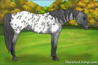 Horse Color:Blue Roan Appaloosa