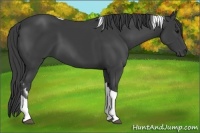 Horse Color:Smoky Black Tobiano 