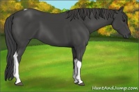 Horse Color:Smoky Black Tobiano 