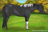 Horse Color:Smoky Black Tobiano