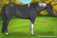 Horse Color:Smoky Black Tobiano 
